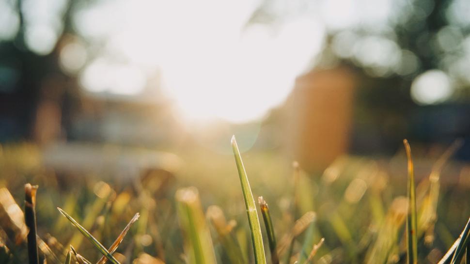 Free Image of Sunrise peaking over fresh morning dew 