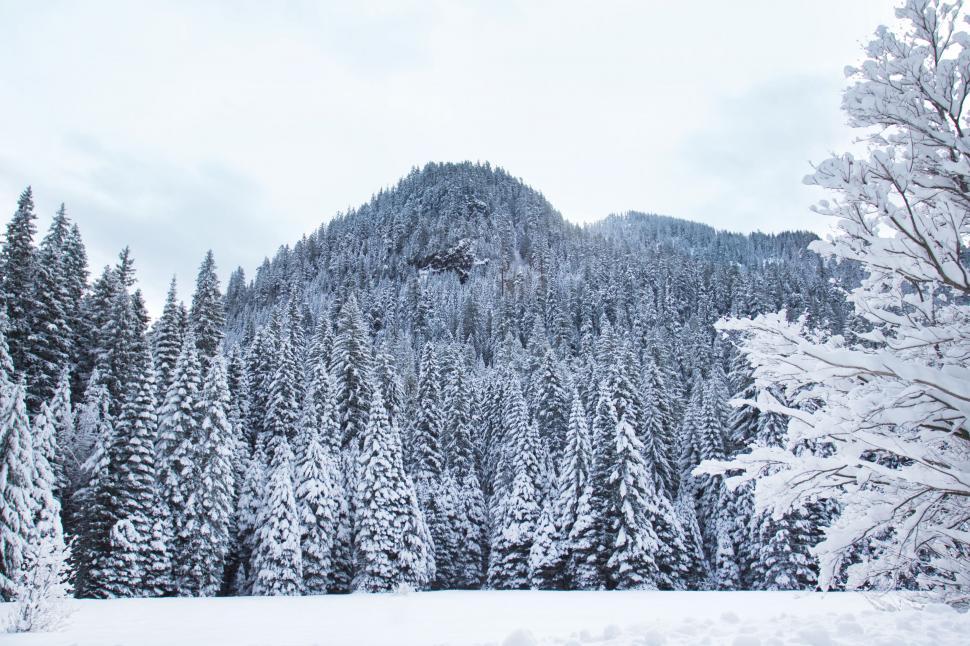 Free Image of Winter wonderland of snow-covered trees 