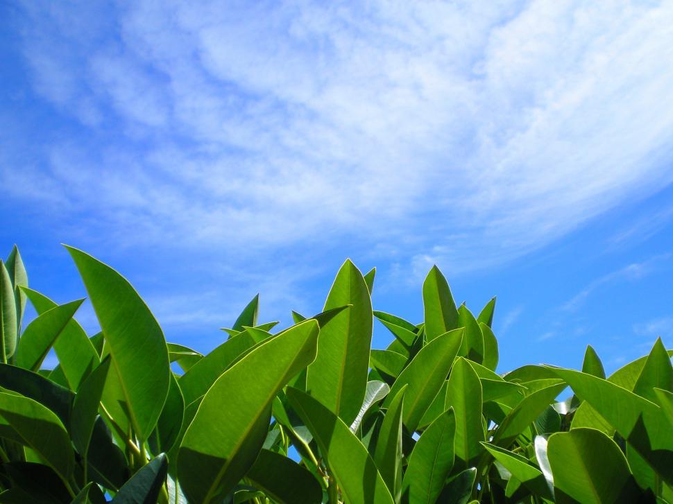 Free Image of Summer Sky 