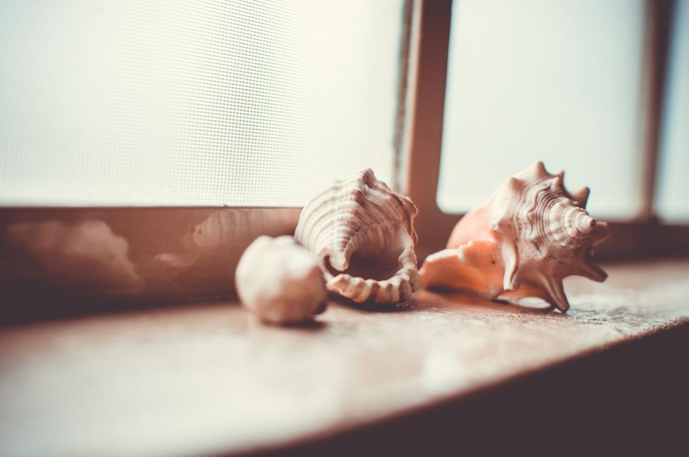 Free Image of Sea shells on a wooden background 