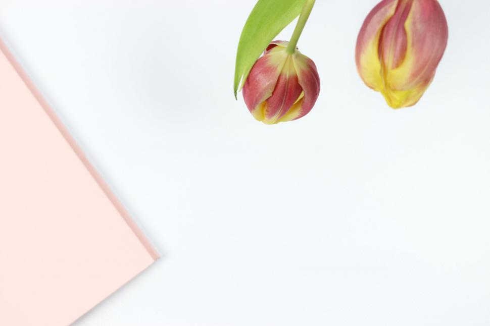 Free Stock Photo of Tulips leaning over pink edged paper Download