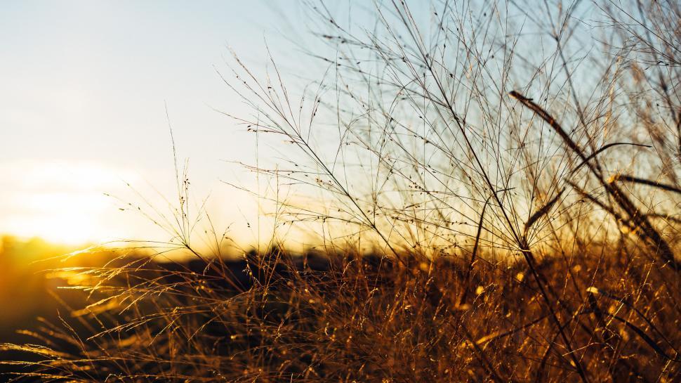 Free Image of Golden hour grass field at sunset 
