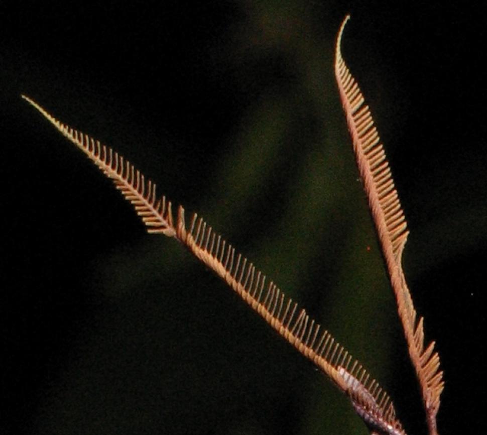 Free Image of Tentacles 