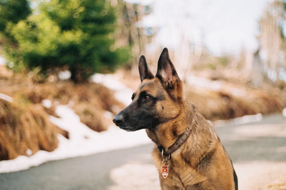Free Stock Photo of Attentive German Shepherd in natural setting | Download  Free Images and Free Illustrations