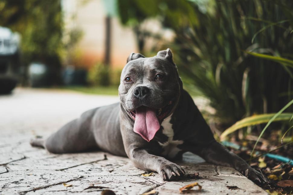 Free Image of Happy dog lounging on pavement with plants 