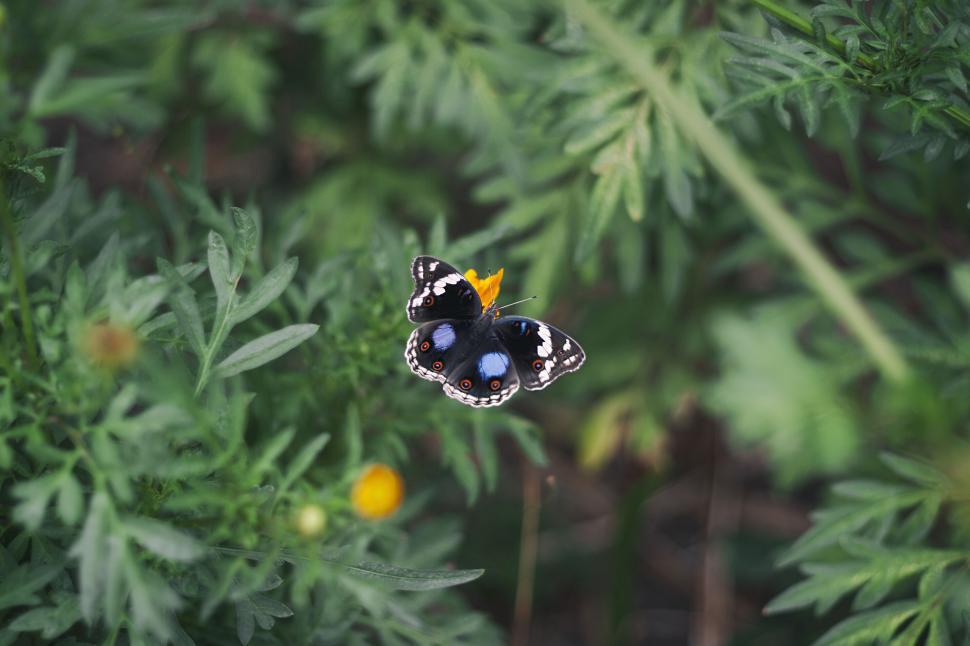 Free Image of Butterfly on greenery with yellow flower 