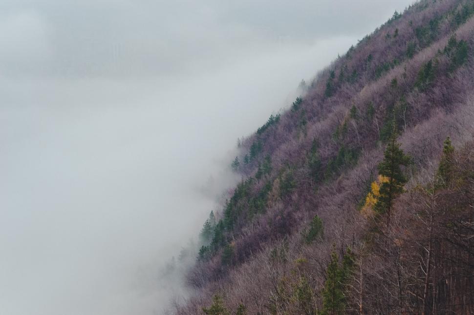 Free Image of Misty mountain slope with bare trees 