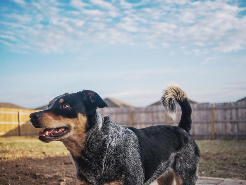 Free Image of Alert dog in backyard with perked ears 