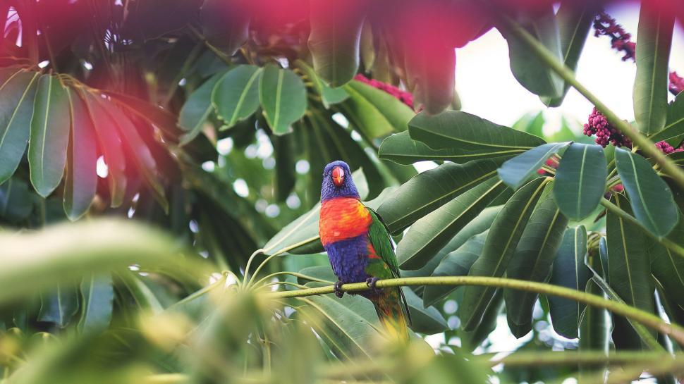 Free Image of Rainbow Lorikeet perching among lush green leaves 