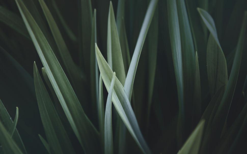 Free Image of Close-up of intersecting green leaves 