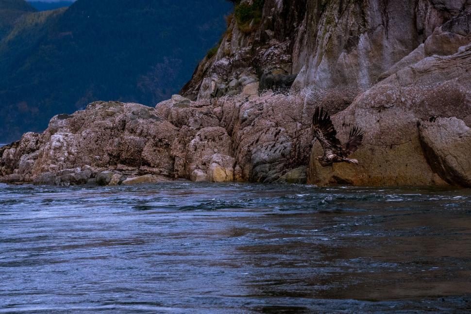 Free Image of Eagle soaring near rocky mountain by water 