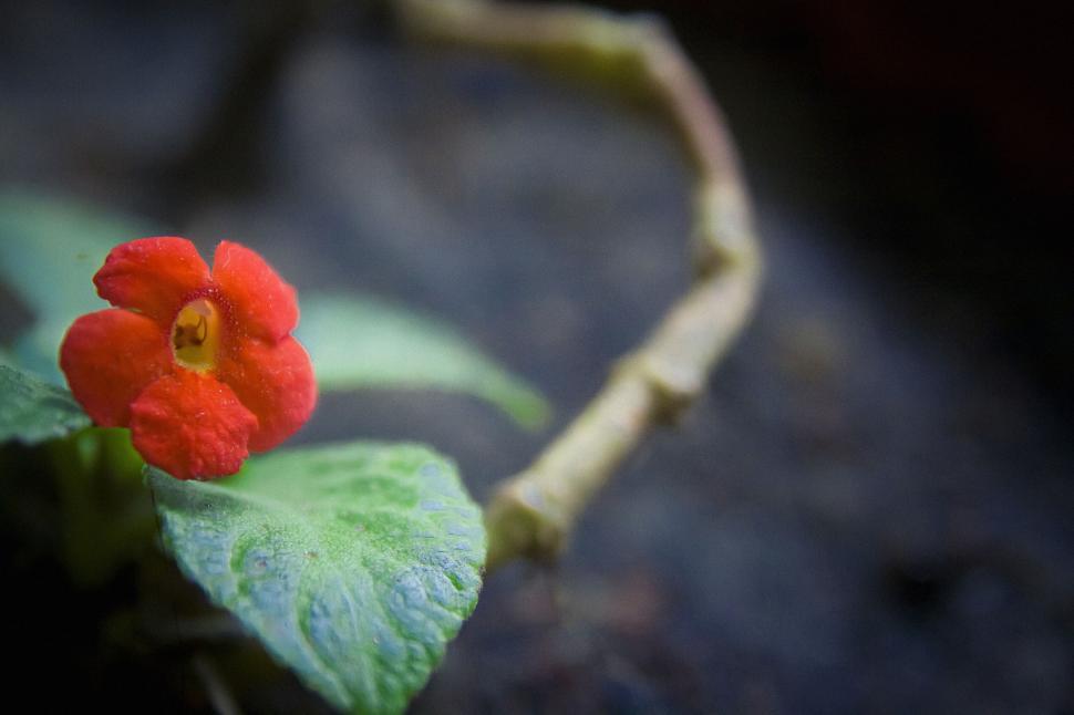 Free Image of Vibrant red flower on a green leaf 