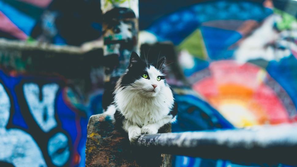 Free Image of Black and white cat on urban graffiti 