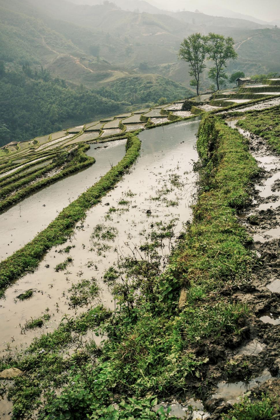 Free Image of Lush green terraced rice fields in mist 