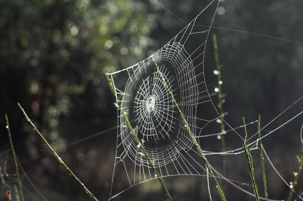 Free Image of Dew on spider web in morning sunlight 