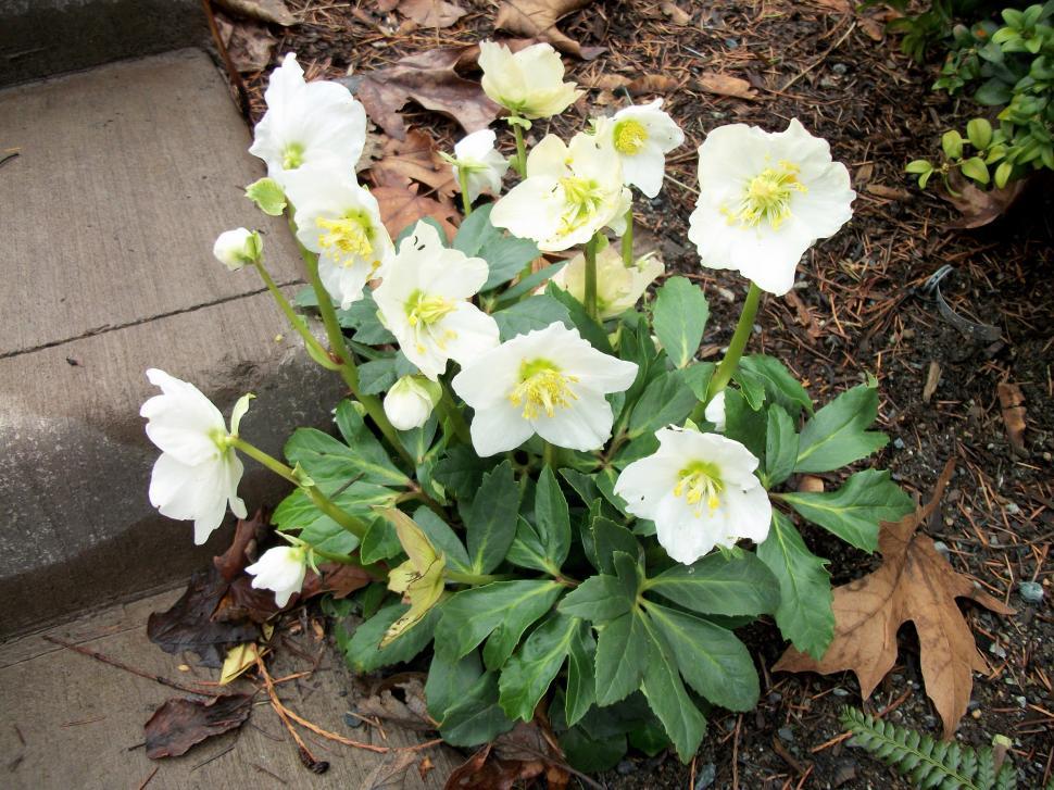 Free Image of Group of White Flowers on Sidewalk 