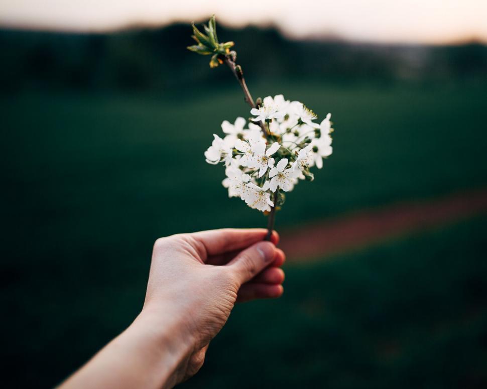 Free Image of Hand holding a cherry blossom branch 