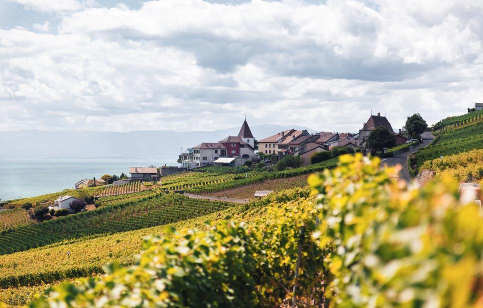 Free Image of Picturesque vineyard village by the lake 
