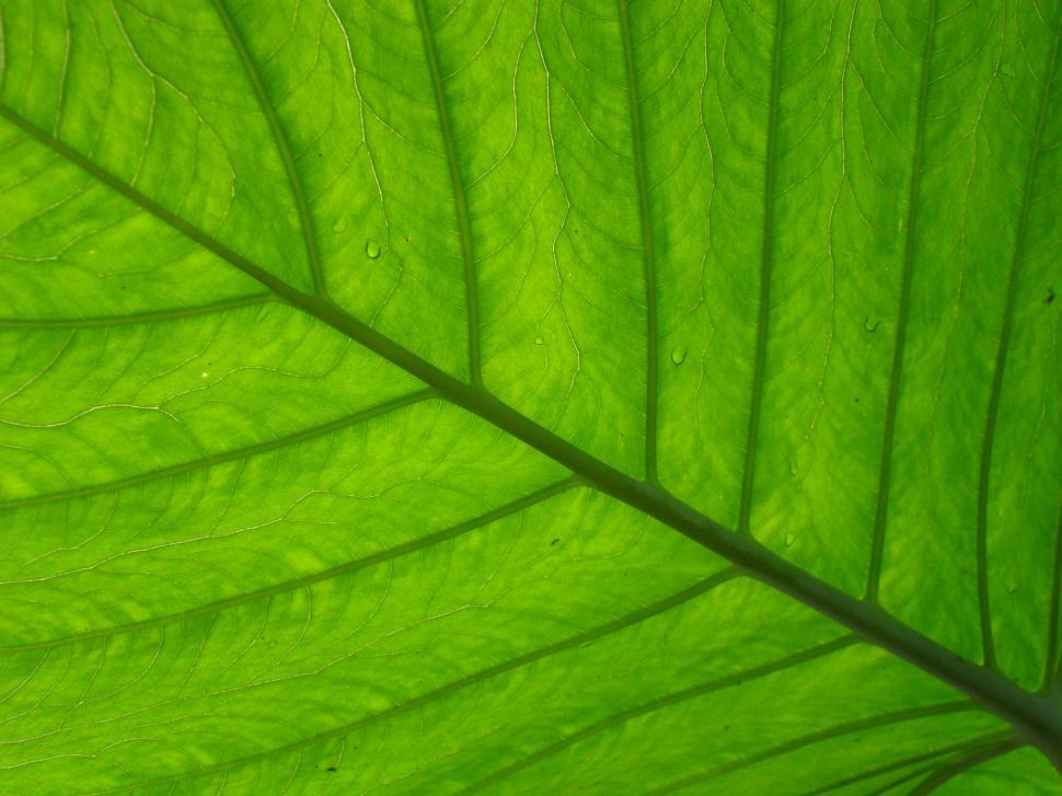 Free Stock Photo of Leaf texture | Download Free Images and Free ...