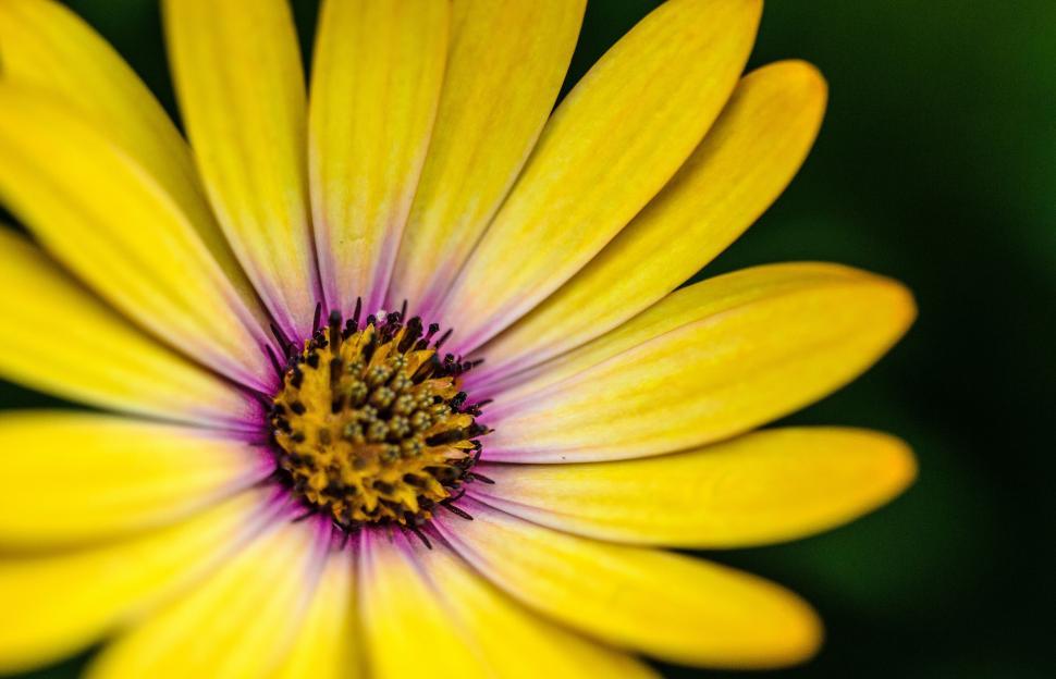 Free Image of Vibrant yellow flower with purple center details 