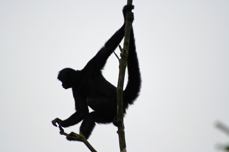 Free Image of MONKEY 