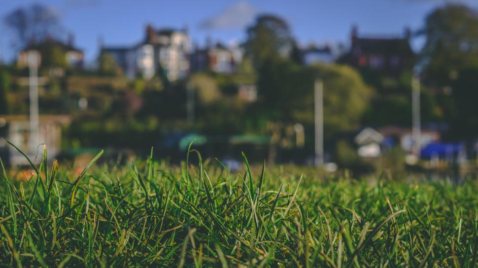 Free Image of Lush green grass with homes on hill in background 