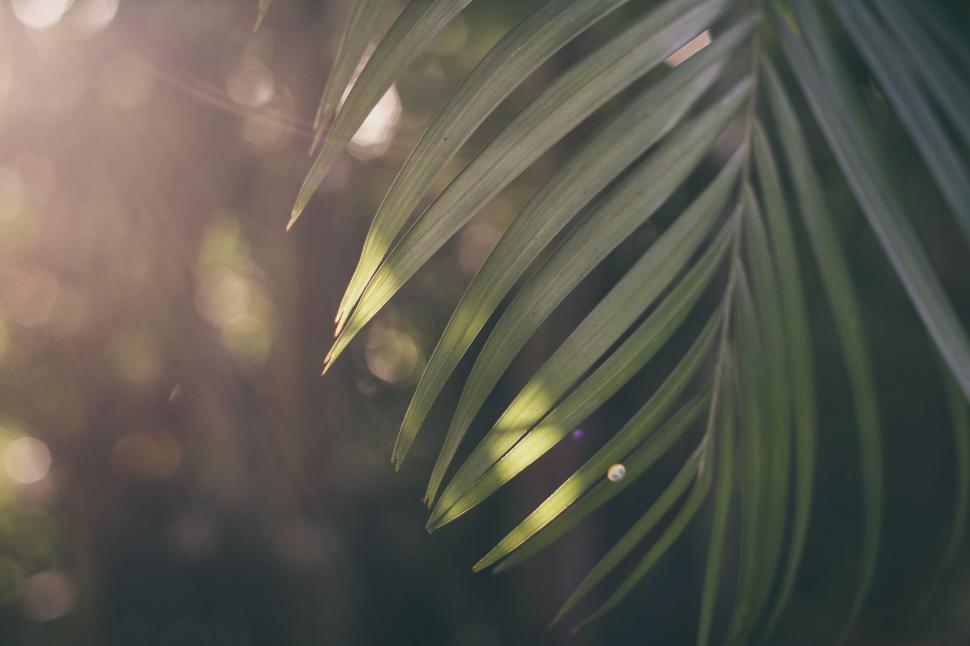 Free Image of Sunlight filtering through green leaves 