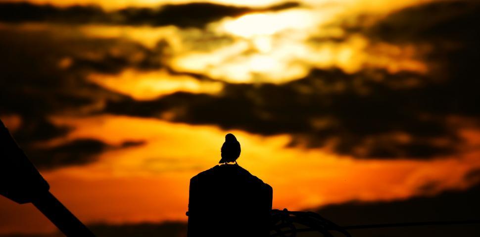 Free Image of Bird silhouette against a vivid sunset 