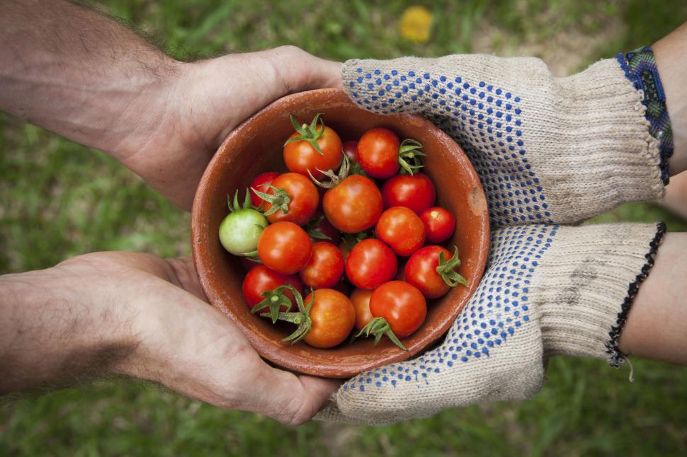 Free Image of Hands holding a bowl of fresh tomatoes 