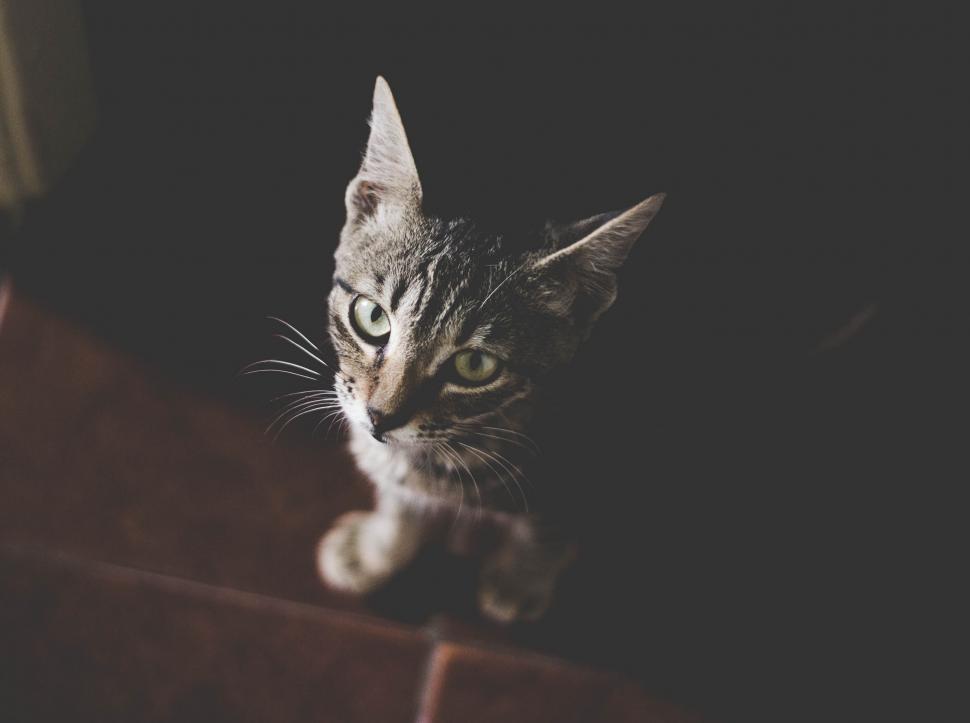 Free Image of Close-up of a young domestic tabby cat 