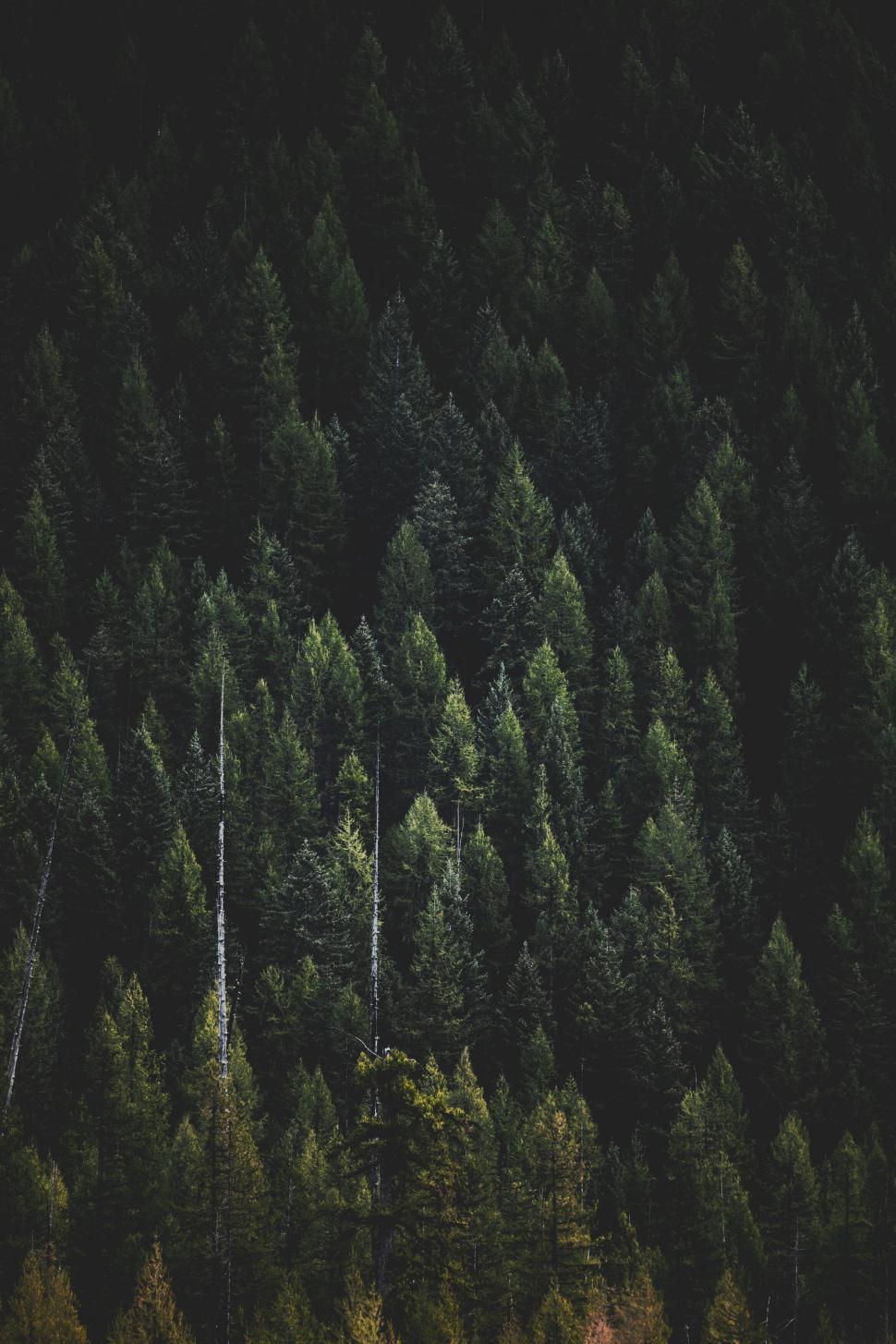 Free Image of Dense forest with vibrant green tones 