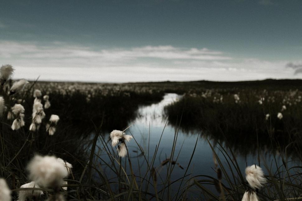 Free Image of Wildflowers overlooking a calm river bend 
