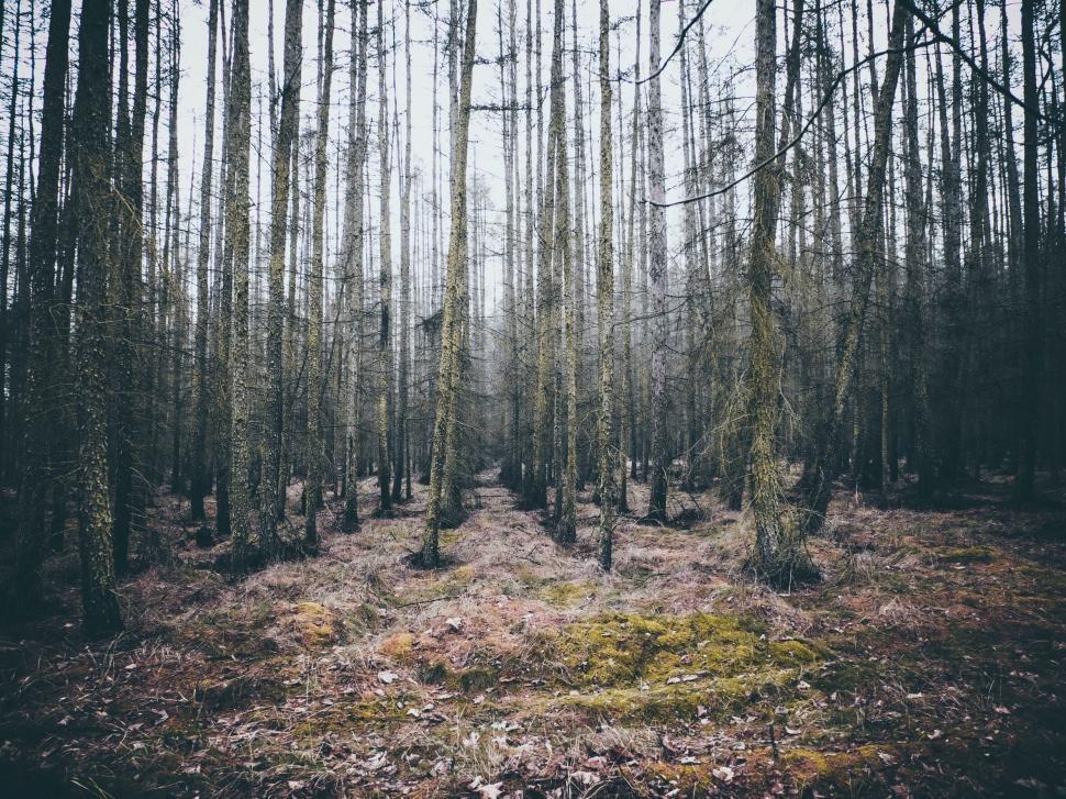 Free Image of Mystical forest pathway covered in winter foliage 