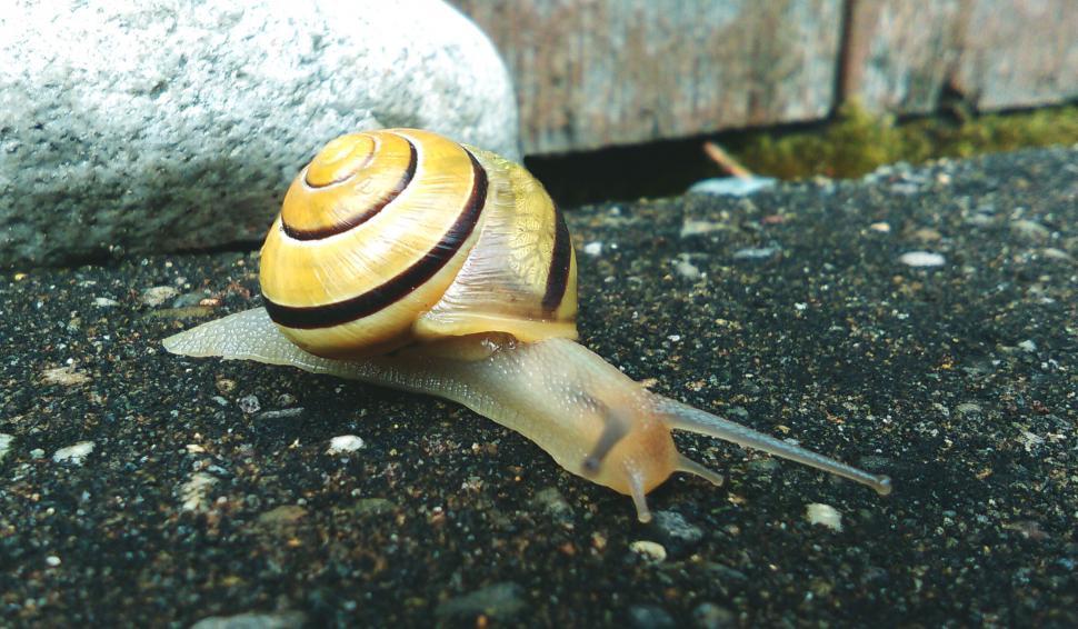 Free Image of Snail crawling on the pavement 