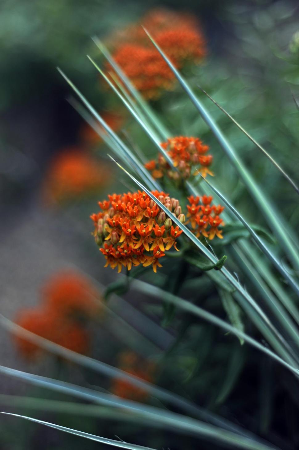 Free Image of Red Flower 