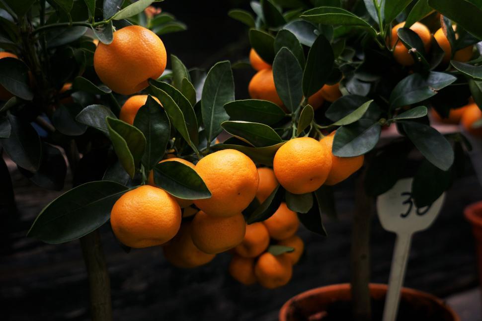 Free Image of Lush orange tree full of ripe fruits 