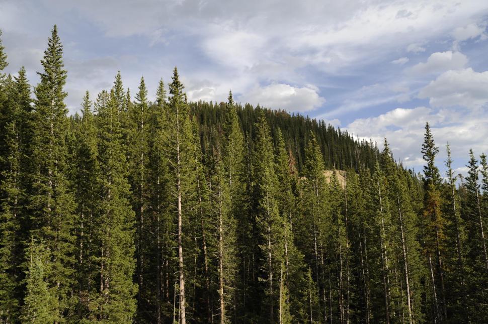 Free Image of Trees 