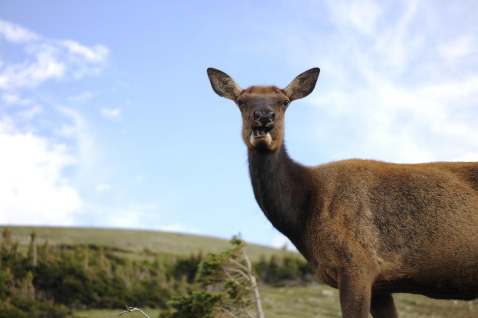 Free Image of Deer 