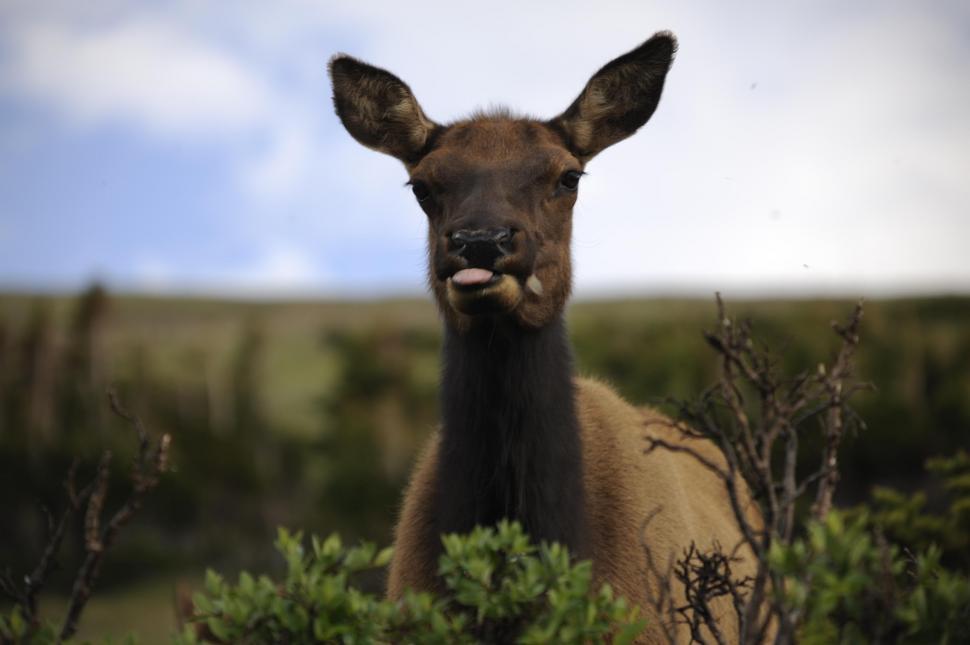 Free Image of Deer 
