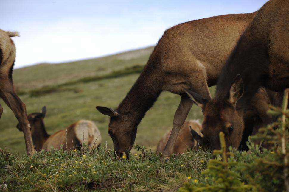 Free Image of Group of deer 
