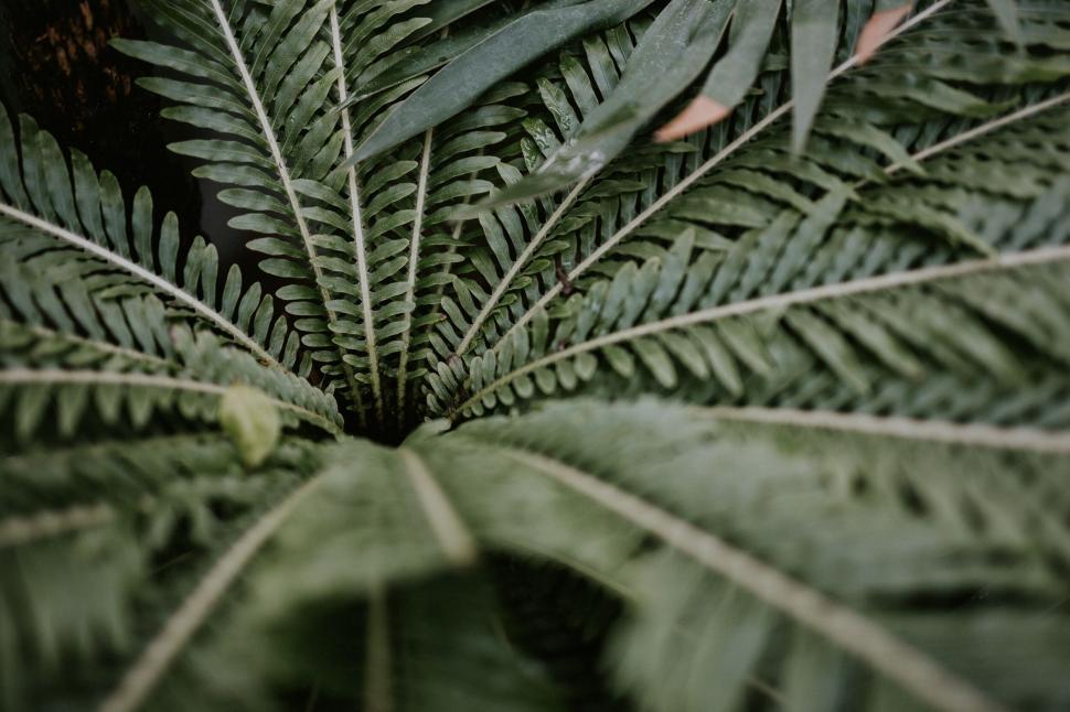 Free Image of Close-up of vibrant green fern leaves 