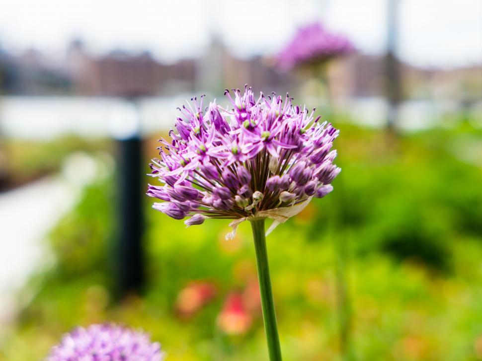 Free Image of Purple allium flower in a blurred green setting 