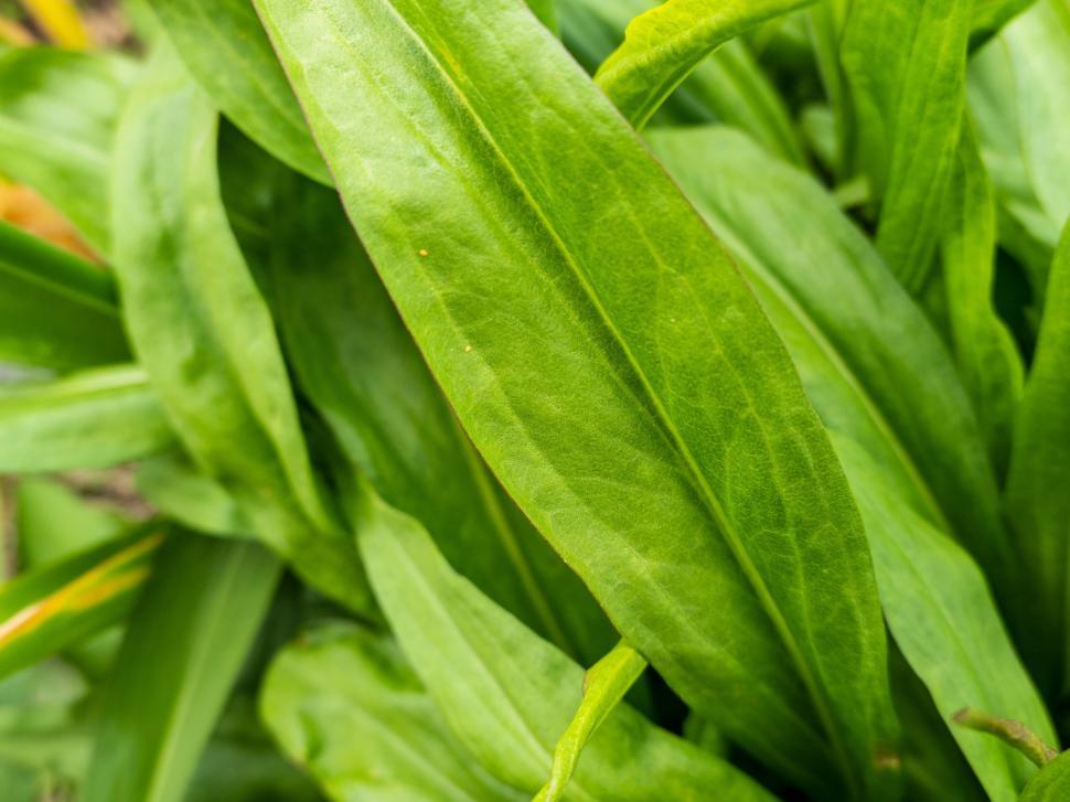Free Image of Close-up of fresh green plant leaves 