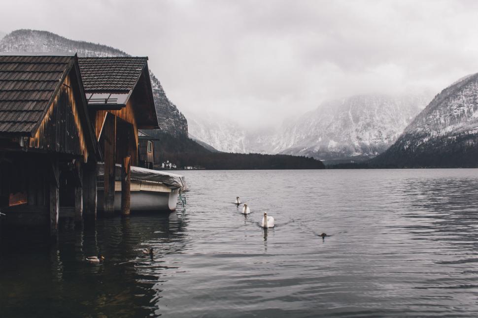 Free Image of Serene lake view with boathouse and swans 