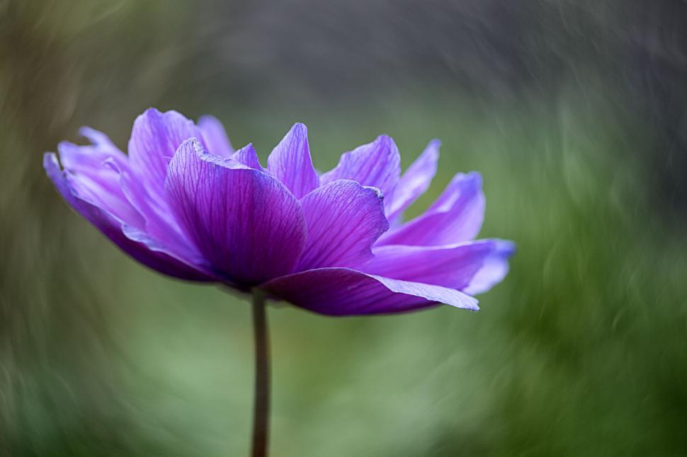 Free Image of Single Pink Anemone Blossom with Abstract Bokeh 