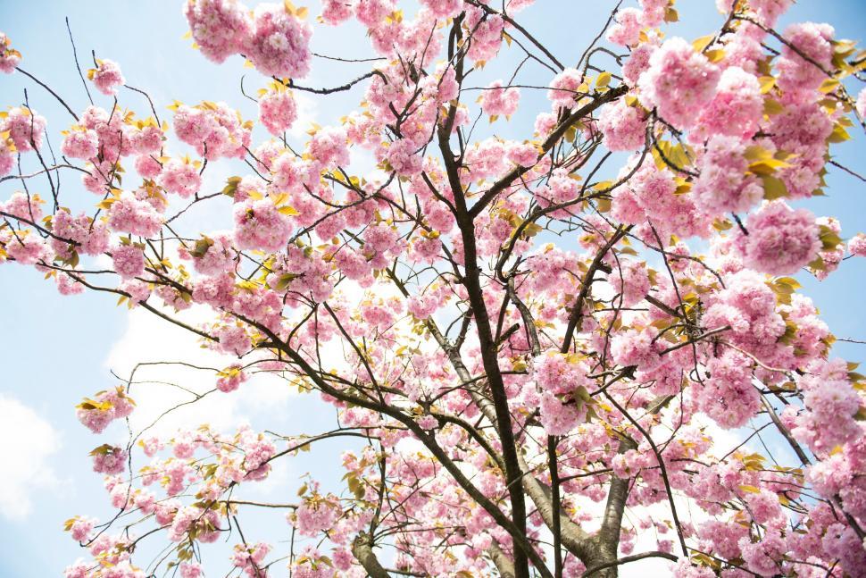 Free Image of Cherry blossoms filling the frame with pink 