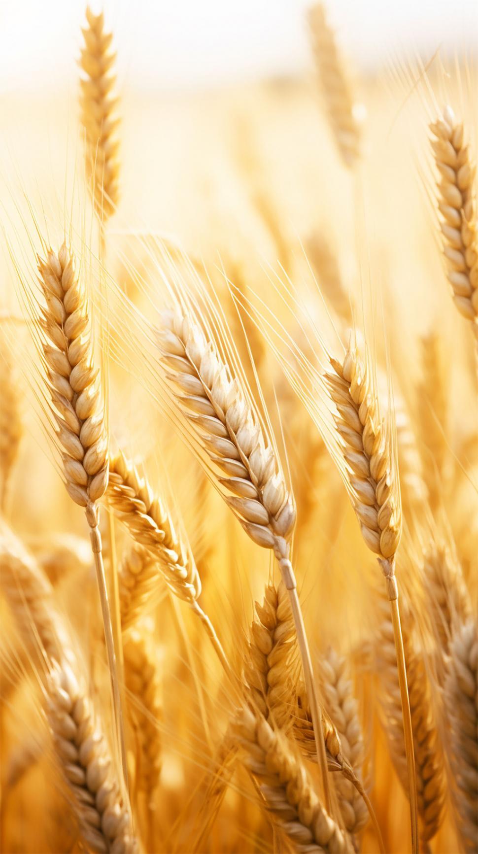 Free Image of Golden wheat field under sunlight close-up 