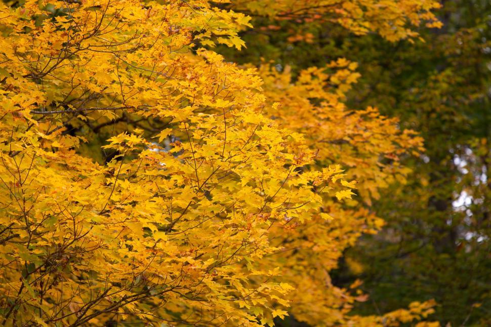 Free Image of Vibrant autumn leaves filling the frame 