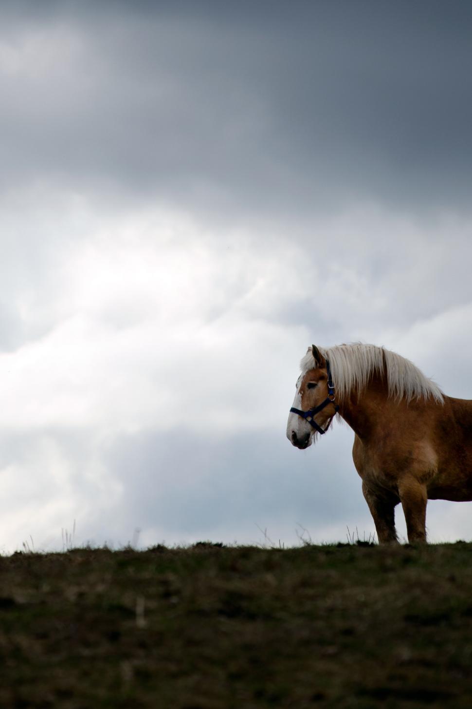 Free Image of Lone horse on a hill against stormy sky 