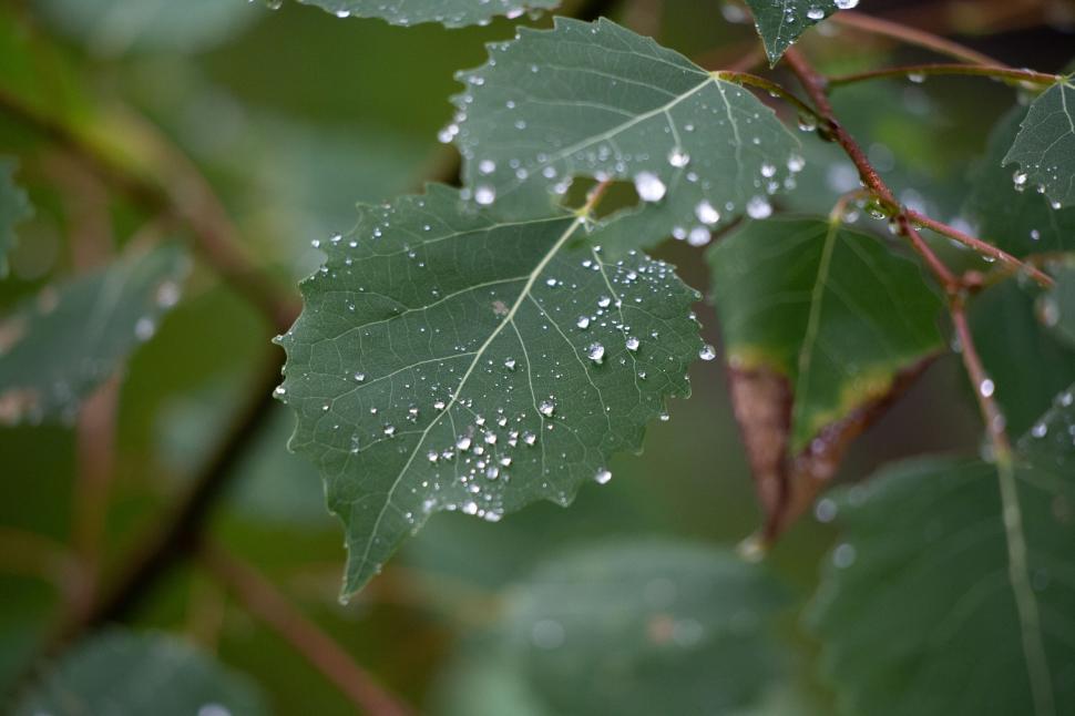 Free Image of Leaf with fresh raindrops close-up 